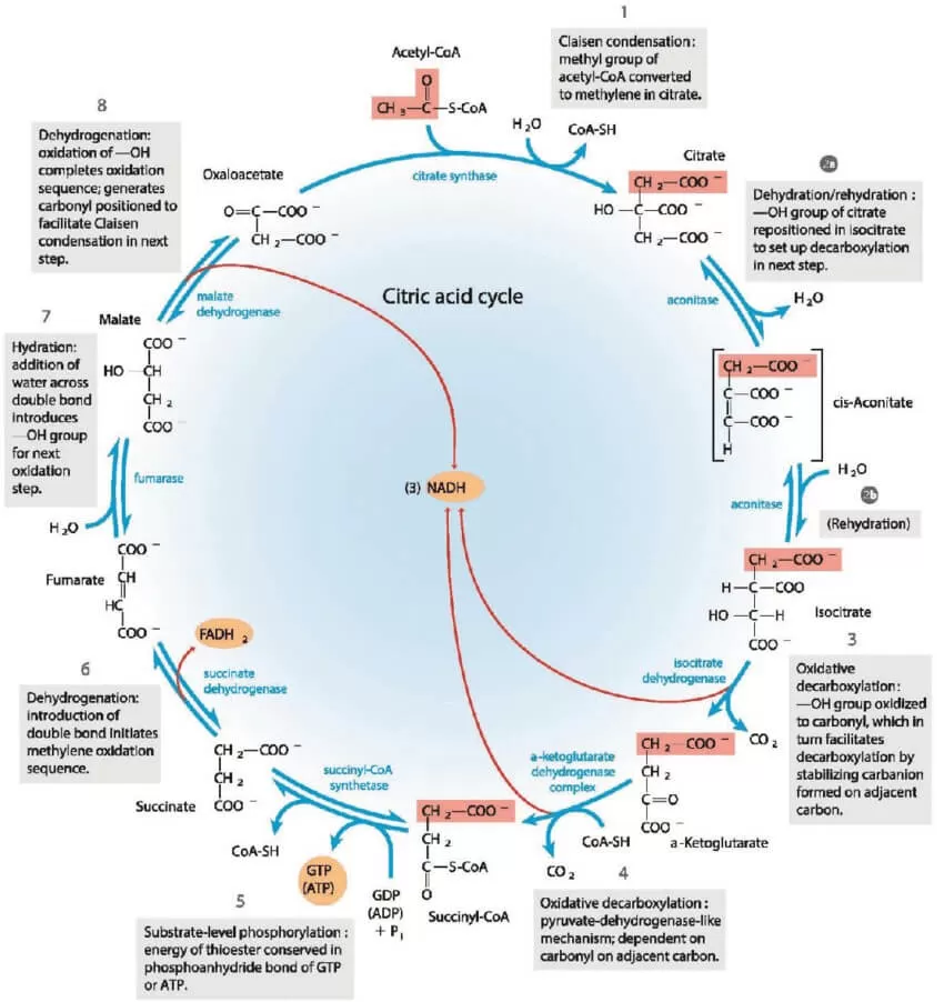 Illustration of the citric acid cycle, or Krebs cycle (Lehninger et al., 2013)